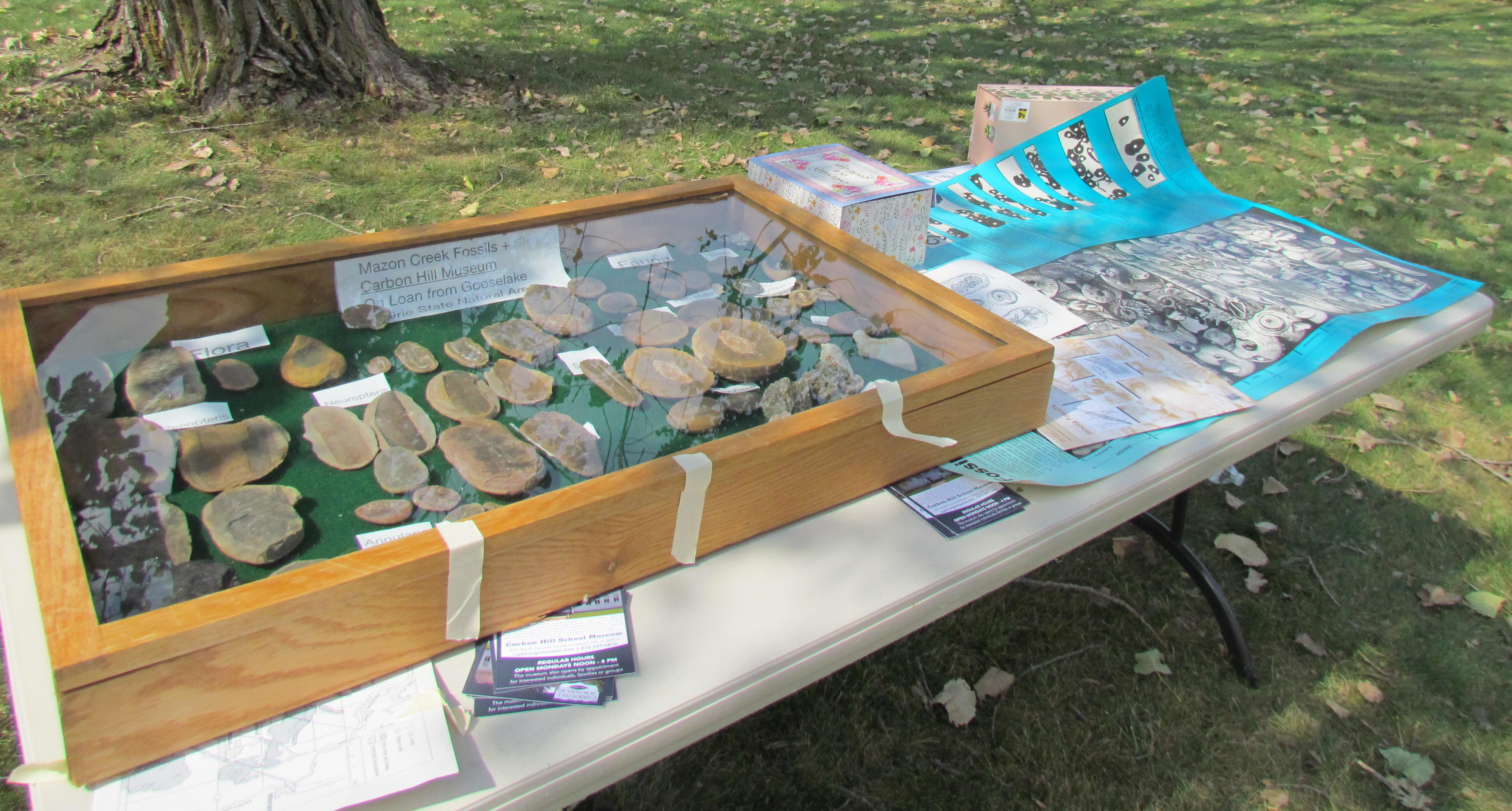 Fossil display by Georgiean Benson.